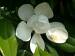06140055: Magnolienblüte