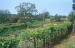 is_0139: Weinanbau bei Hum
